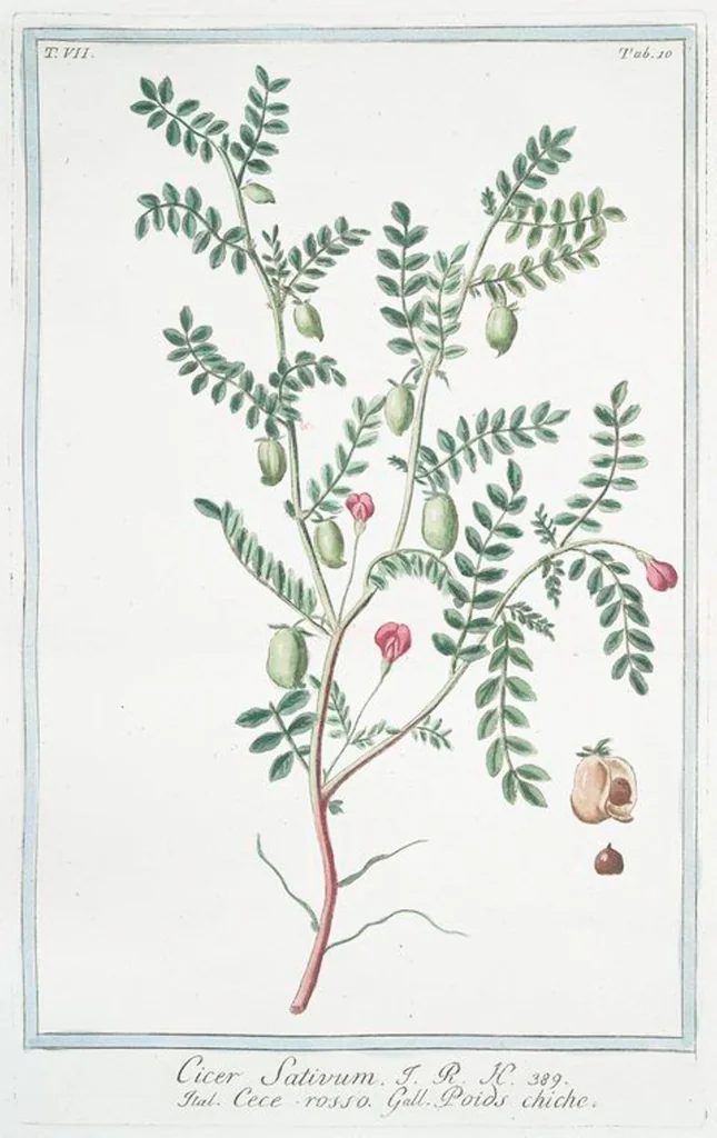 An illustration from Hortus Romanus plantaru, 1772, leaf 623