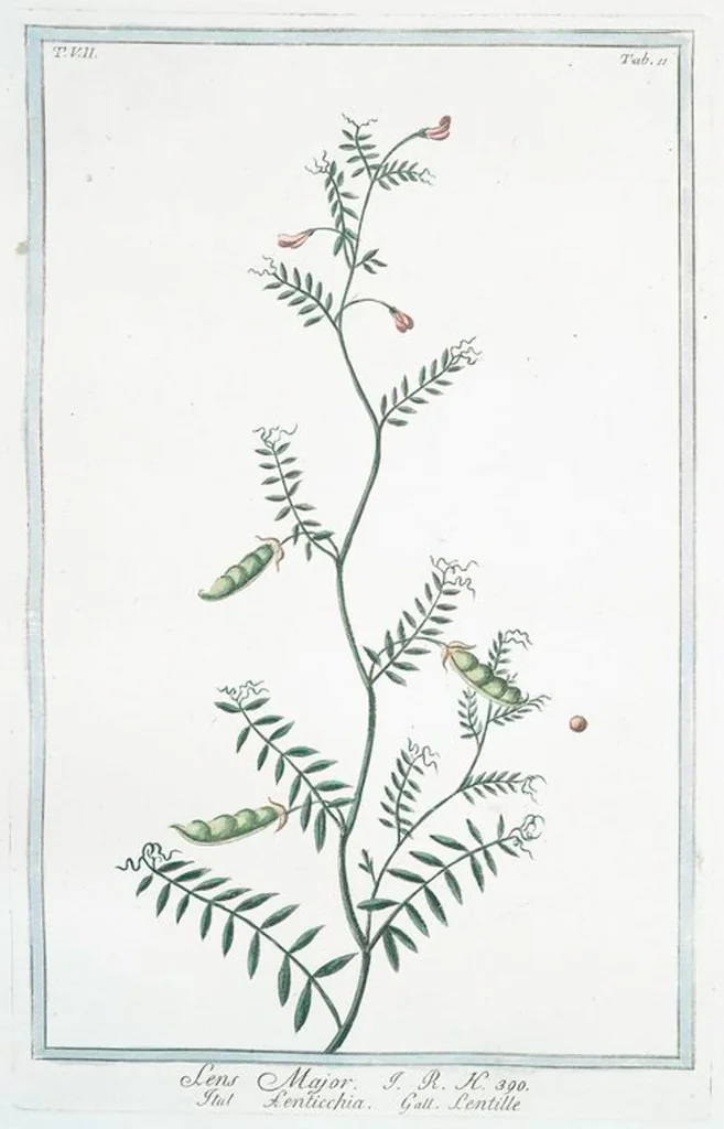 An illustration from Hortus Romanus plantaru, 1772, leaf 624