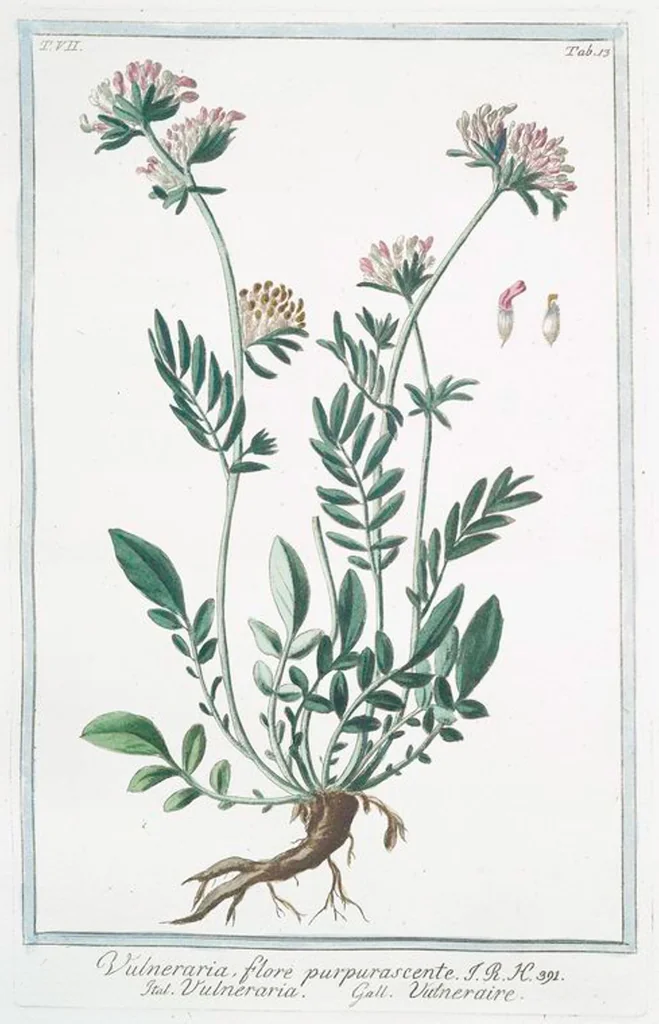 An illustration from Hortus Romanus plantaru, 1772, leaf 626