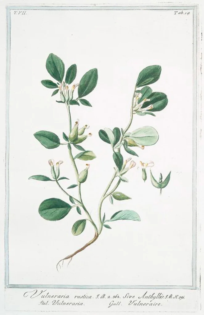 An illustration from Hortus Romanus plantaru, 1772, leaf 627