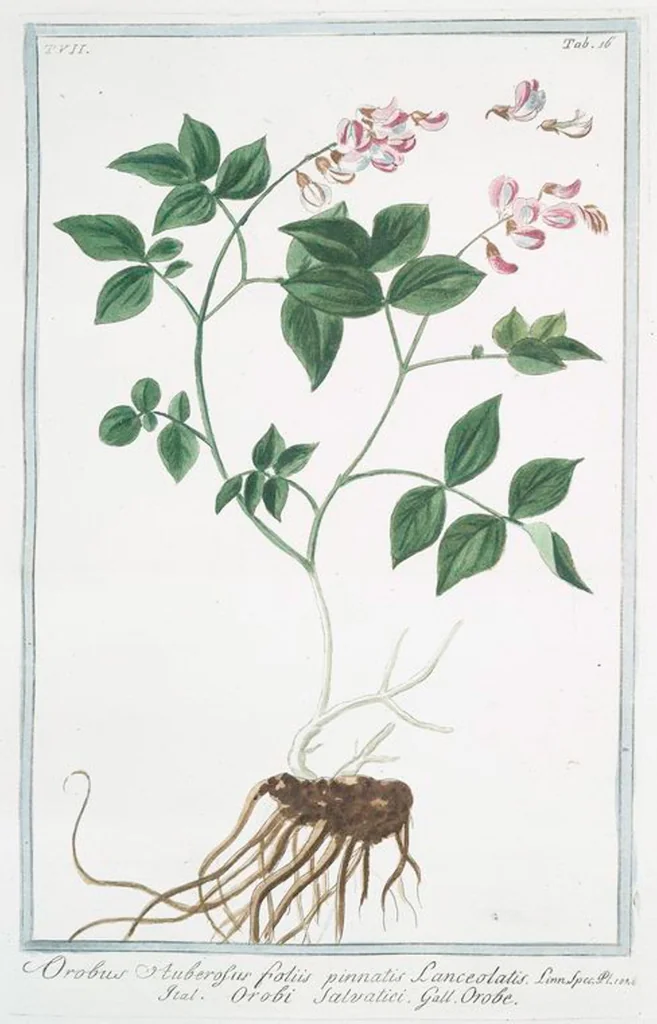 An illustration from Hortus Romanus plantaru, 1772, leaf 629