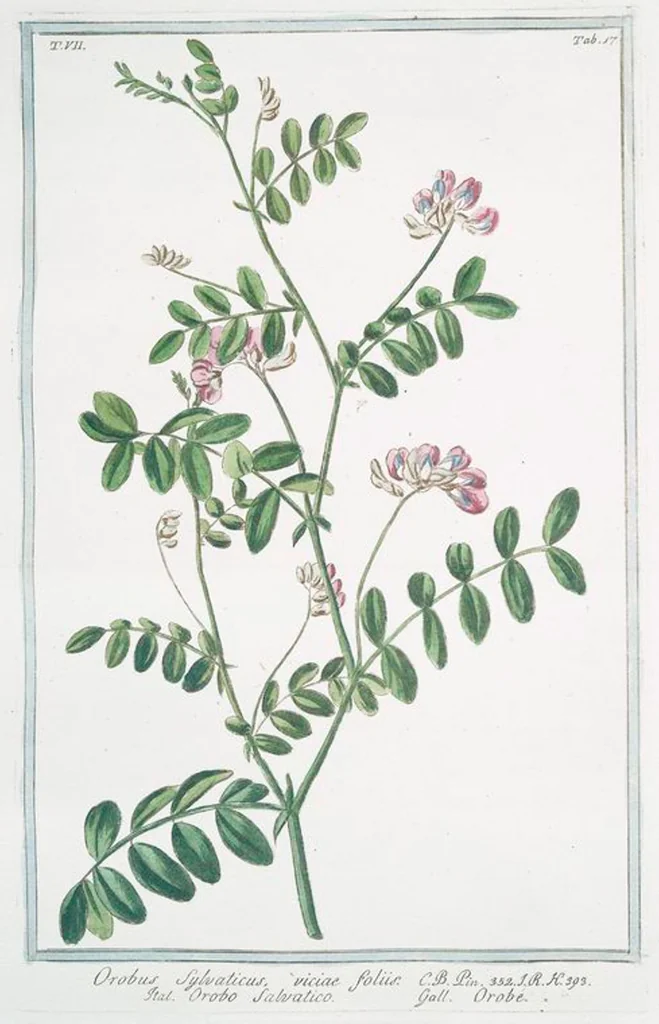 An illustration from Hortus Romanus plantaru, 1772, leaf 630