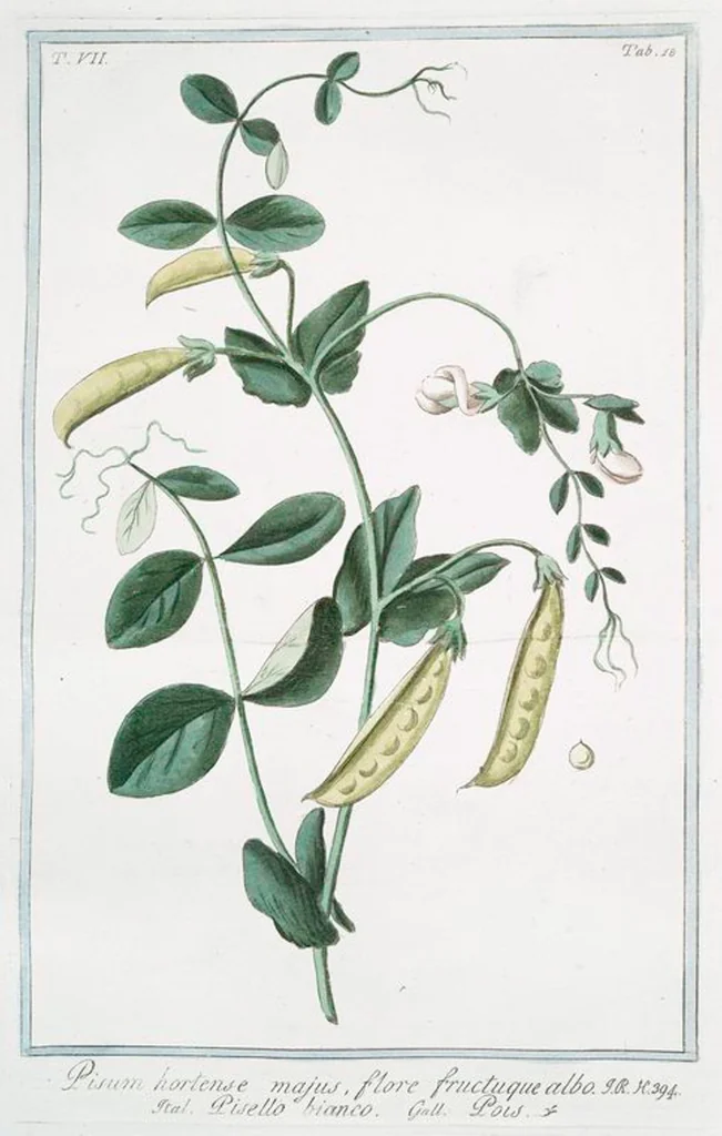 An illustration from Hortus Romanus plantaru, 1772, leaf 631