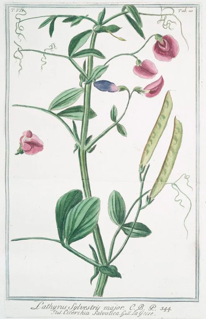 An illustration from Hortus Romanus plantaru, 1772, leaf 633