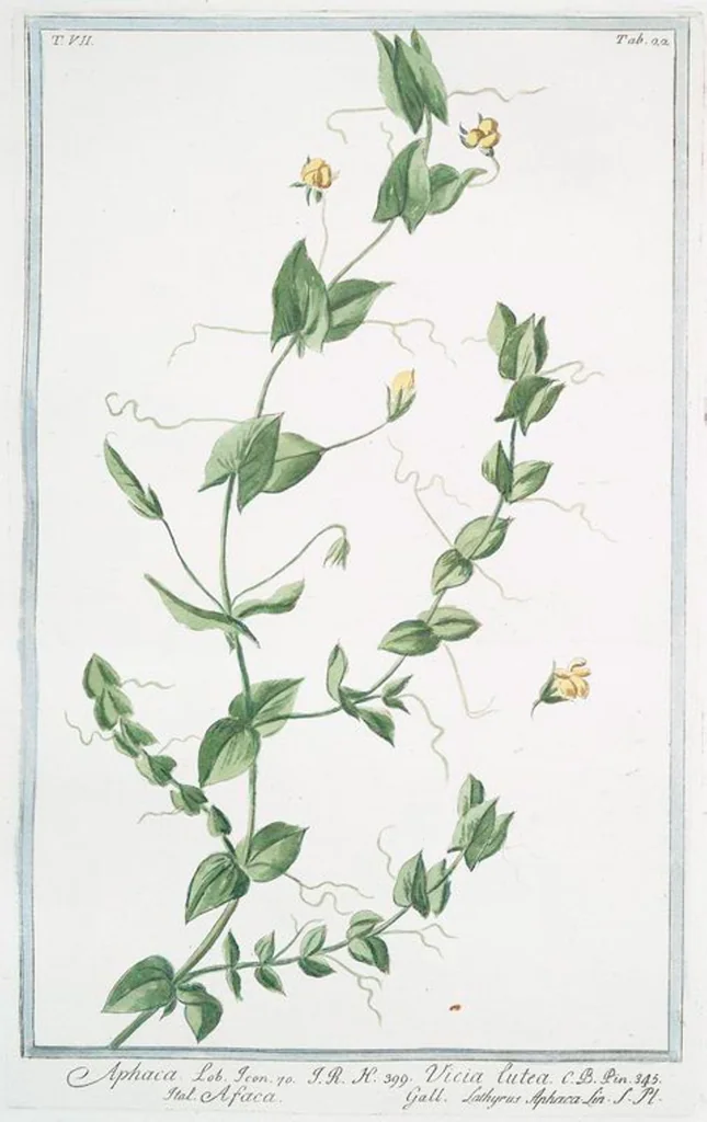 An illustration from Hortus Romanus plantaru, 1772, leaf 635