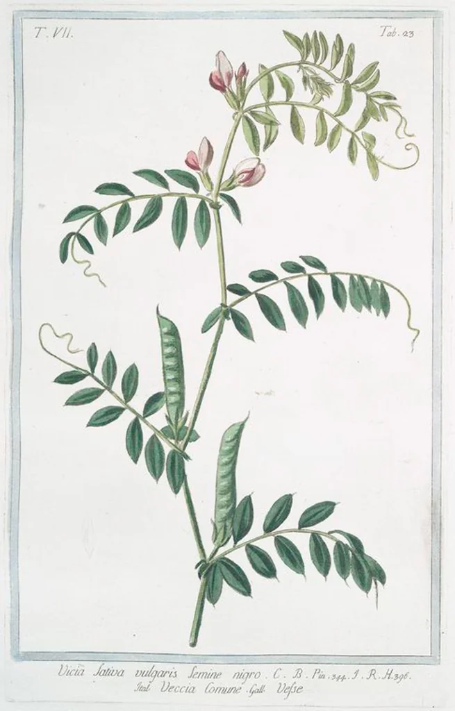 An illustration from Hortus Romanus plantaru, 1772, leaf 636