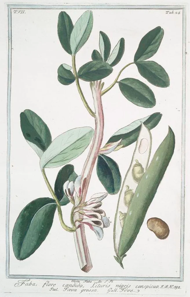 An illustration from Hortus Romanus plantaru, 1772, leaf 637