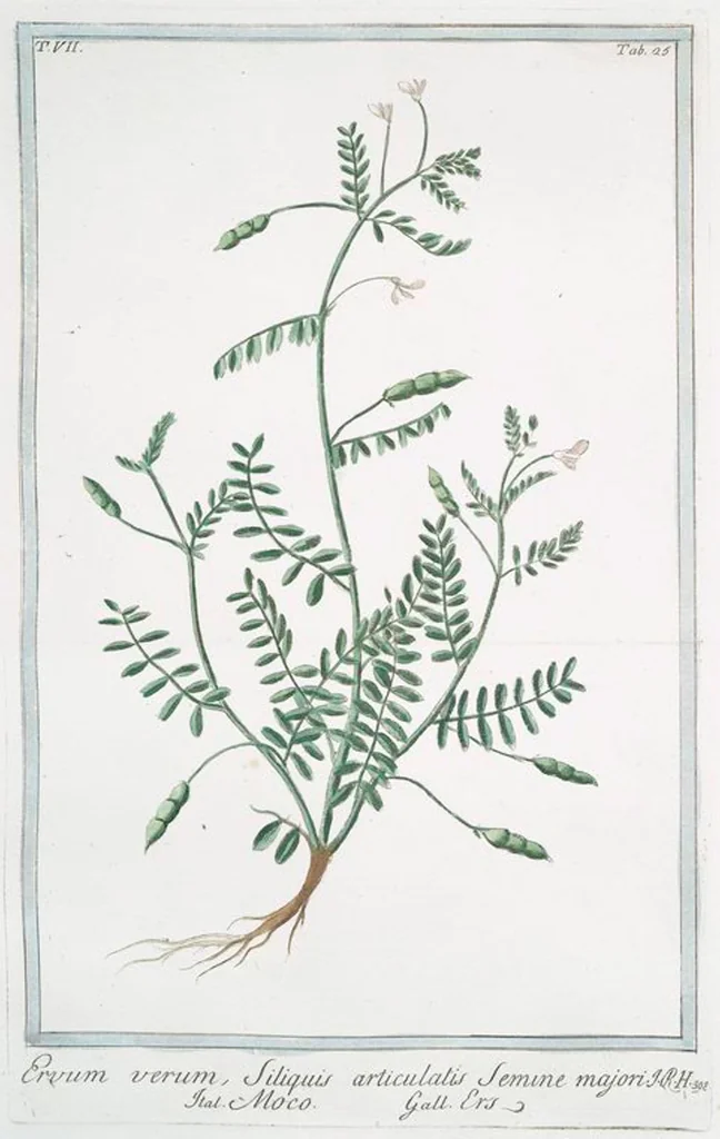 An illustration from Hortus Romanus plantaru, 1772, leaf 638