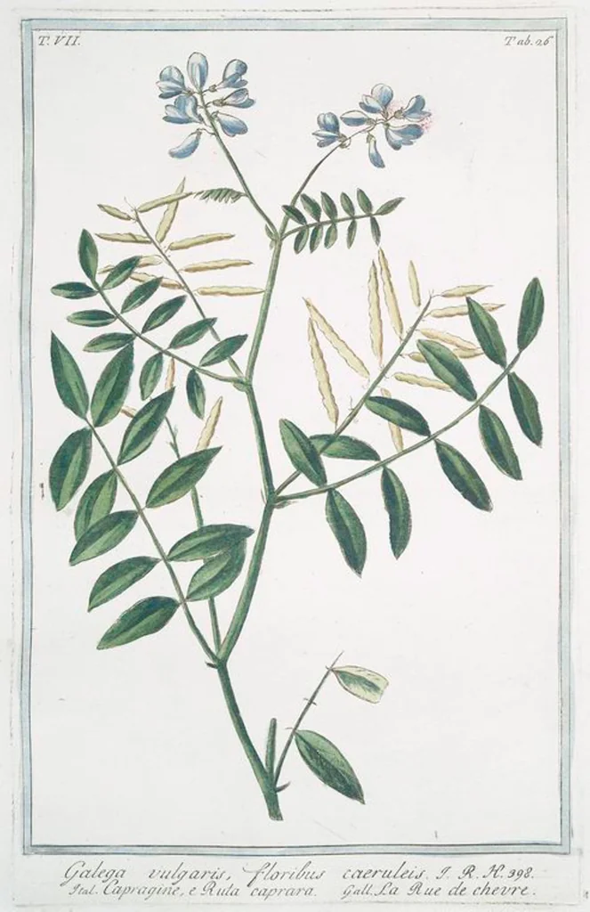 An illustration from Hortus Romanus plantaru, 1772, leaf 639