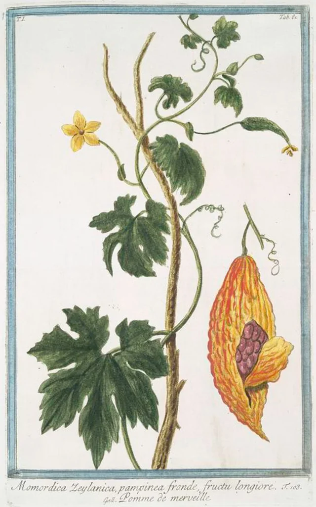 An illustration from Hortus Romanus plantaru, 1772, leaf 64