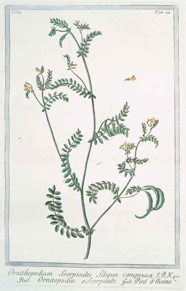 An illustration from Hortus Romanus plantaru, 1772, leaf 641