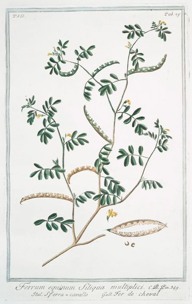 An illustration from Hortus Romanus plantaru, 1772, leaf 642