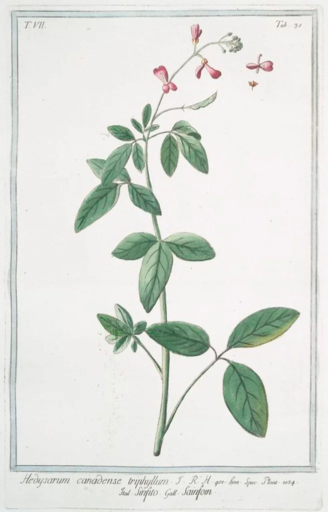 An illustration from Hortus Romanus plantaru, 1772, leaf 644