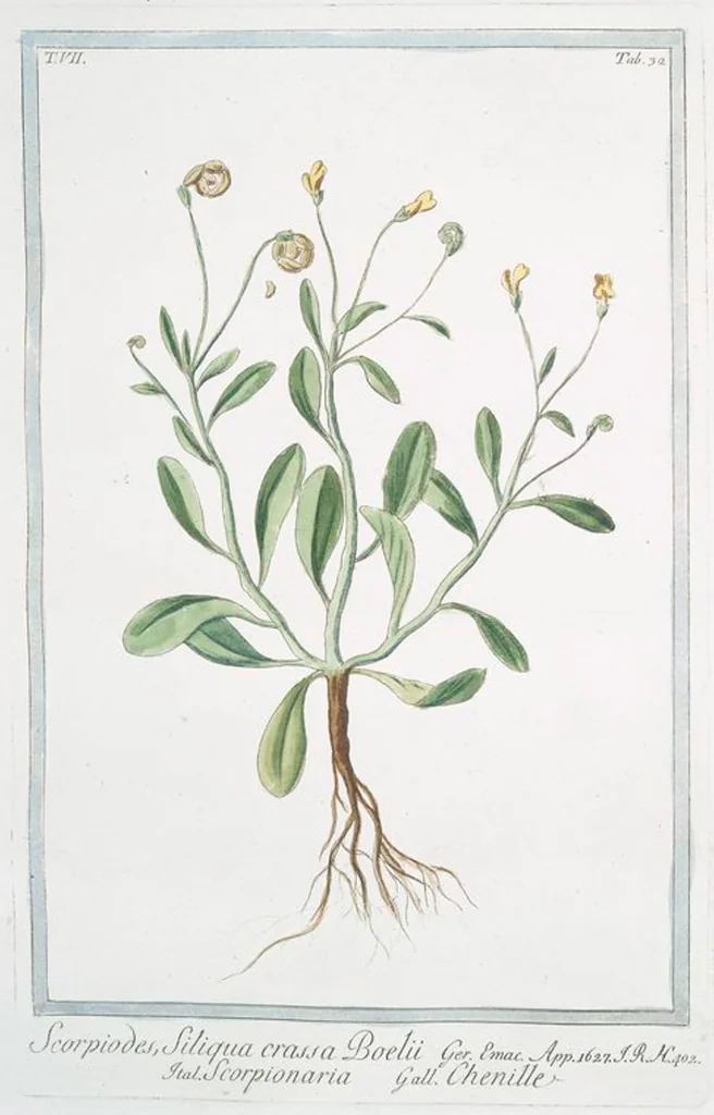 An illustration from Hortus Romanus plantaru, 1772, leaf 645