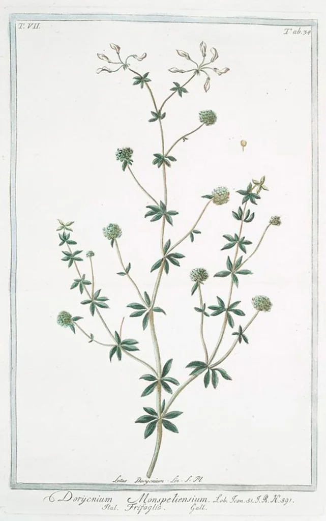An illustration from Hortus Romanus plantaru, 1772, leaf 647
