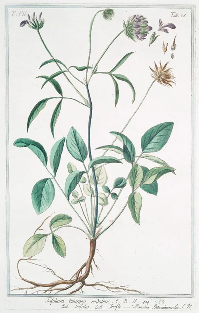 An illustration from Hortus Romanus plantaru, 1772, leaf 648