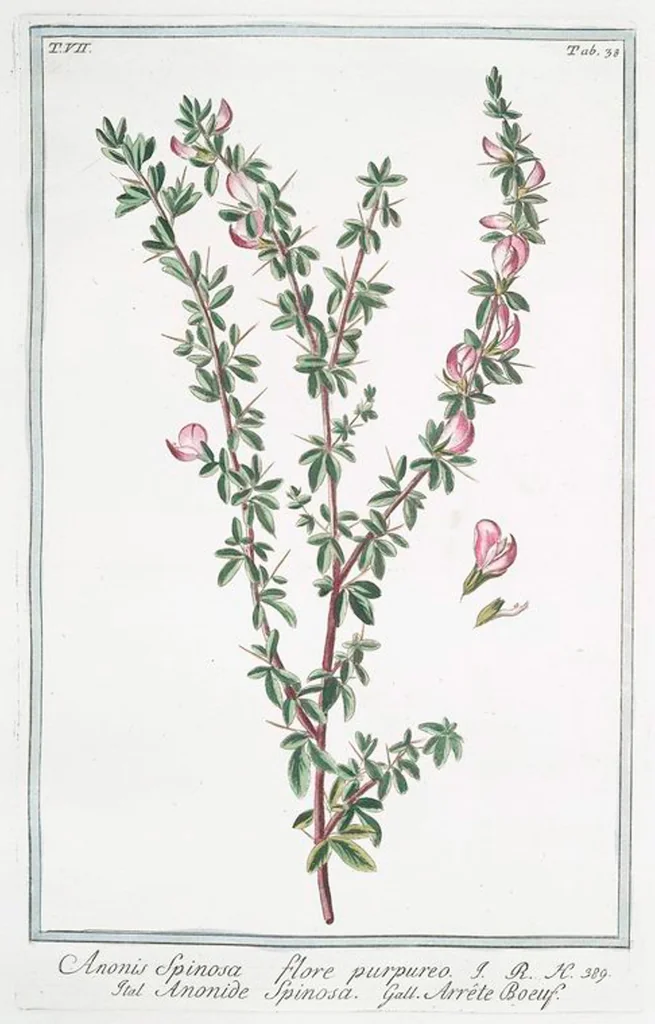 An illustration from Hortus Romanus plantaru, 1772, leaf 651