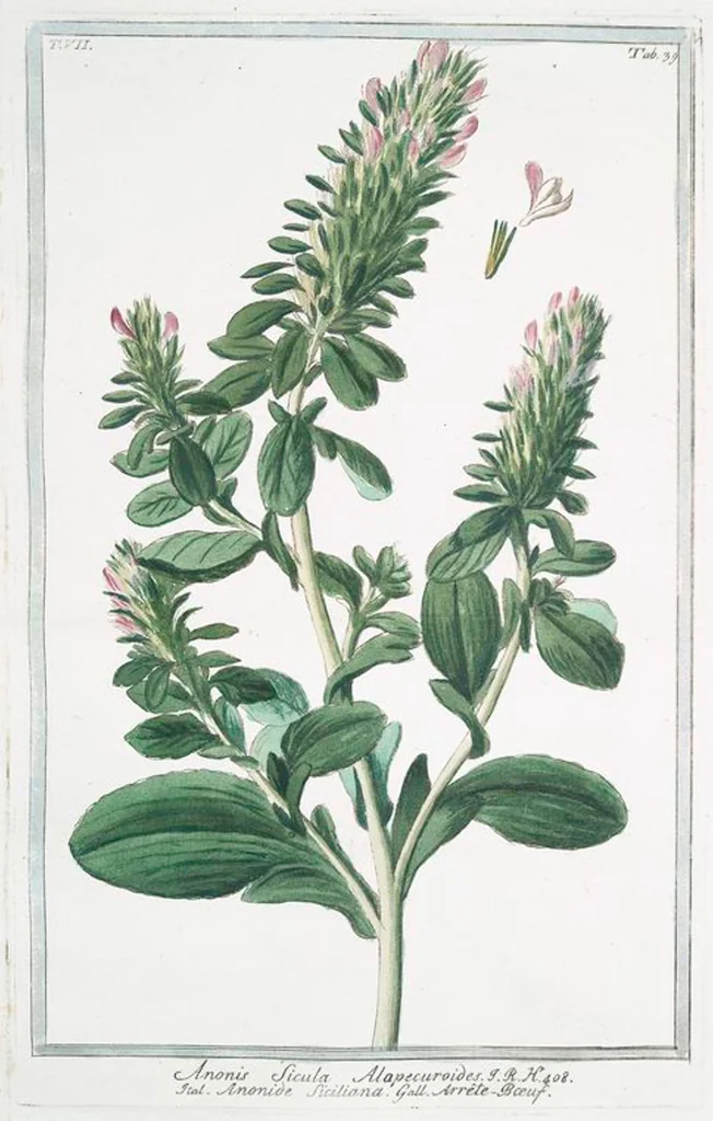 An illustration from Hortus Romanus plantaru, 1772, leaf 652