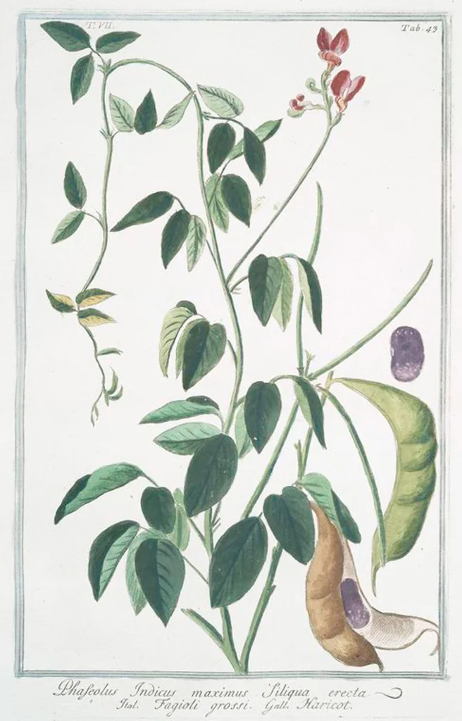 An illustration from Hortus Romanus plantaru, 1772, leaf 656