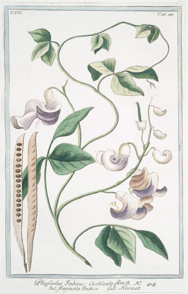 An illustration from Hortus Romanus plantaru, 1772, leaf 657