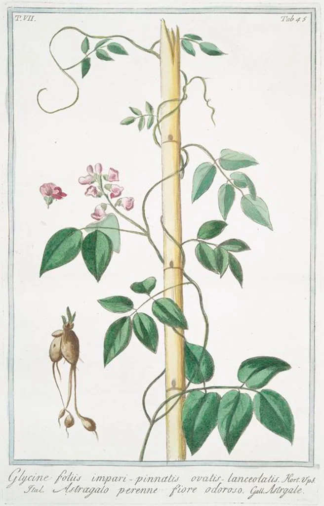 An illustration from Hortus Romanus plantaru, 1772, leaf 658