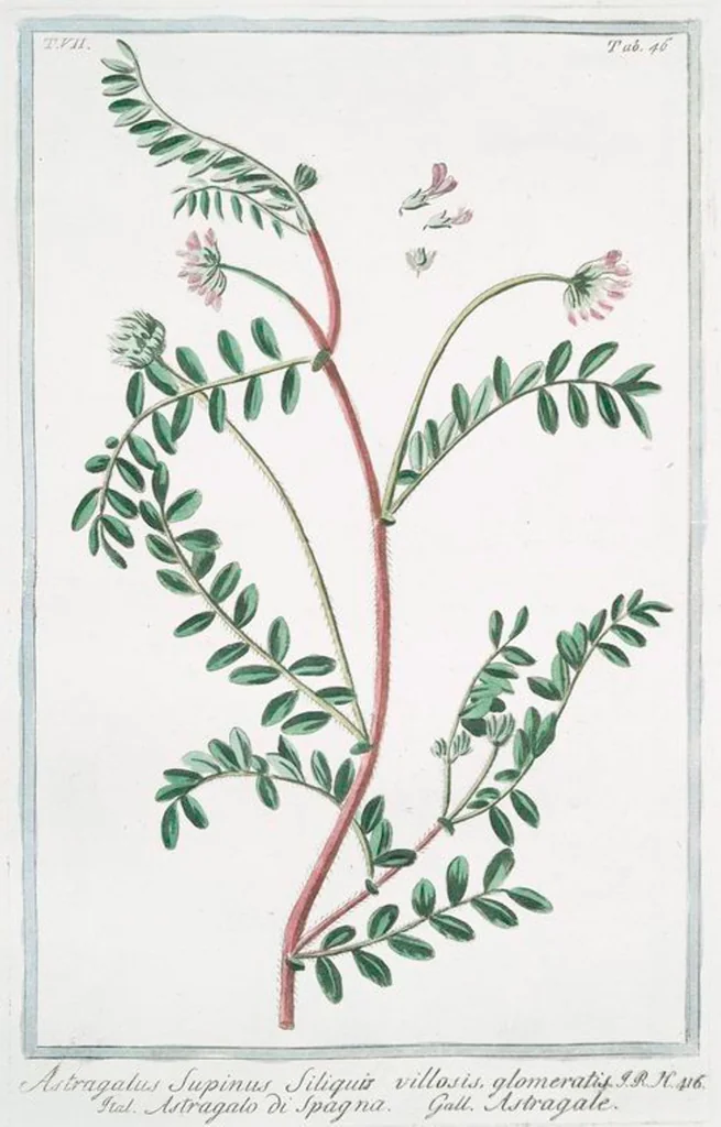 An illustration from Hortus Romanus plantaru, 1772, leaf 659