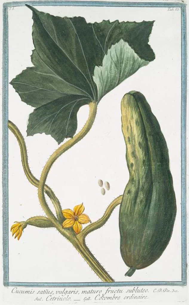 An illustration from Hortus Romanus plantaru, 1772, leaf 66