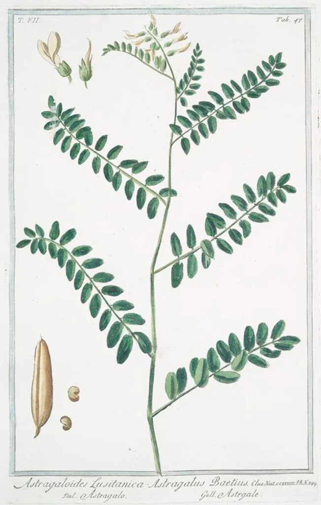 An illustration from Hortus Romanus plantaru, 1772, leaf 660