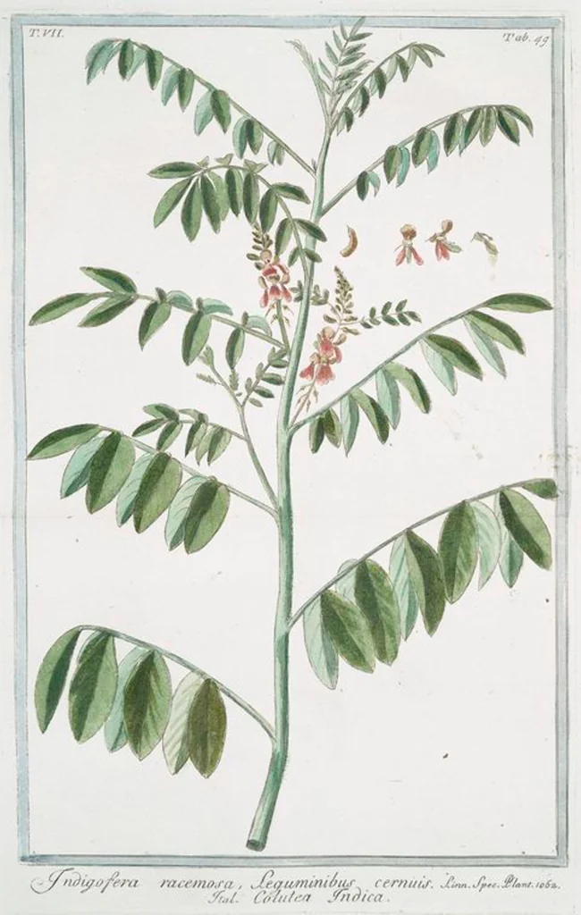 An illustration from Hortus Romanus plantaru, 1772, leaf 662