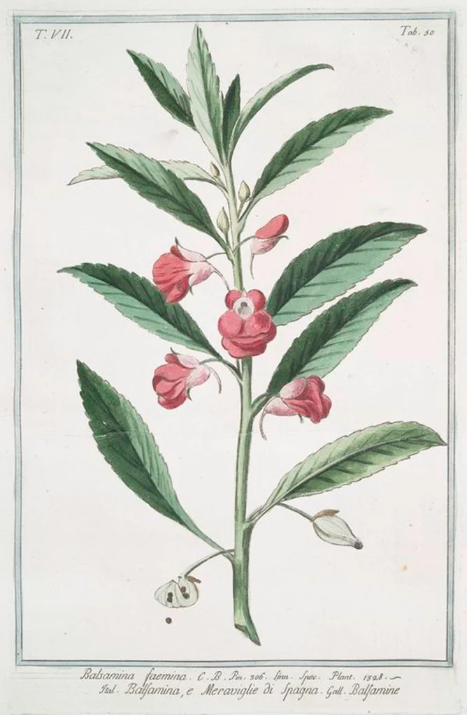 An illustration from Hortus Romanus plantaru, 1772, leaf 663