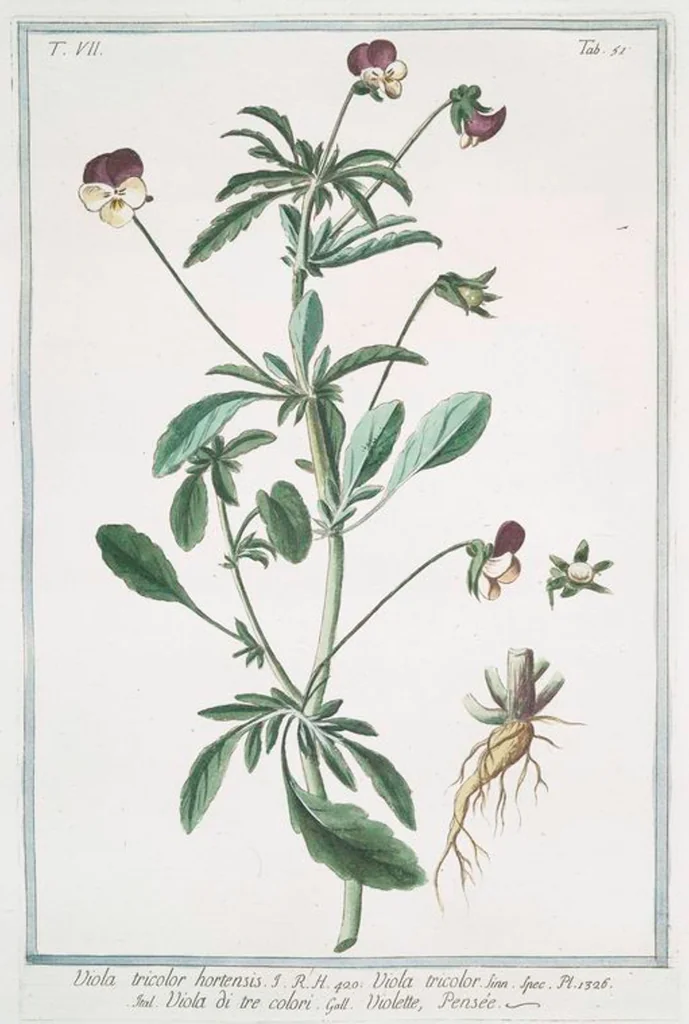 An illustration from Hortus Romanus plantaru, 1772, leaf 664