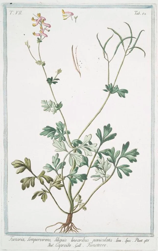 An illustration from Hortus Romanus plantaru, 1772, leaf 665