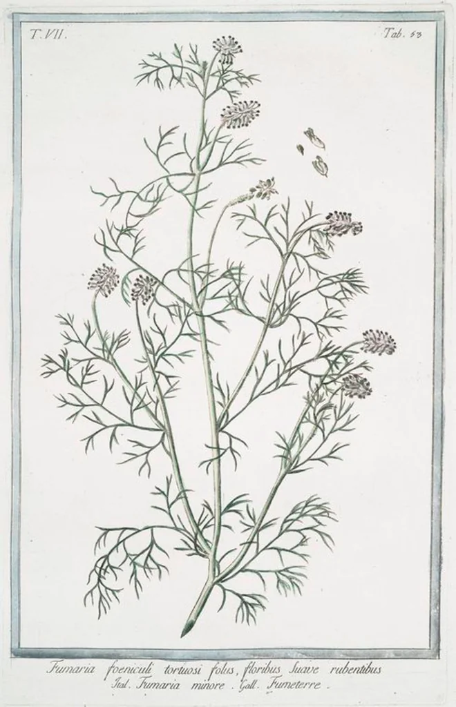 An illustration from Hortus Romanus plantaru, 1772, leaf 666