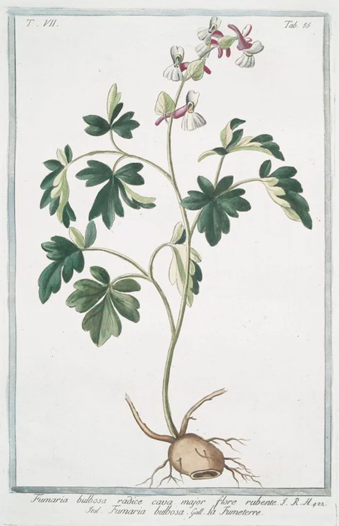 An illustration from Hortus Romanus plantaru, 1772, leaf 668