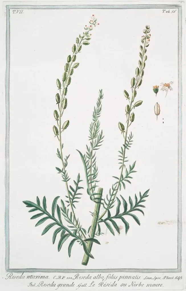 An illustration from Hortus Romanus plantaru, 1772, leaf 669