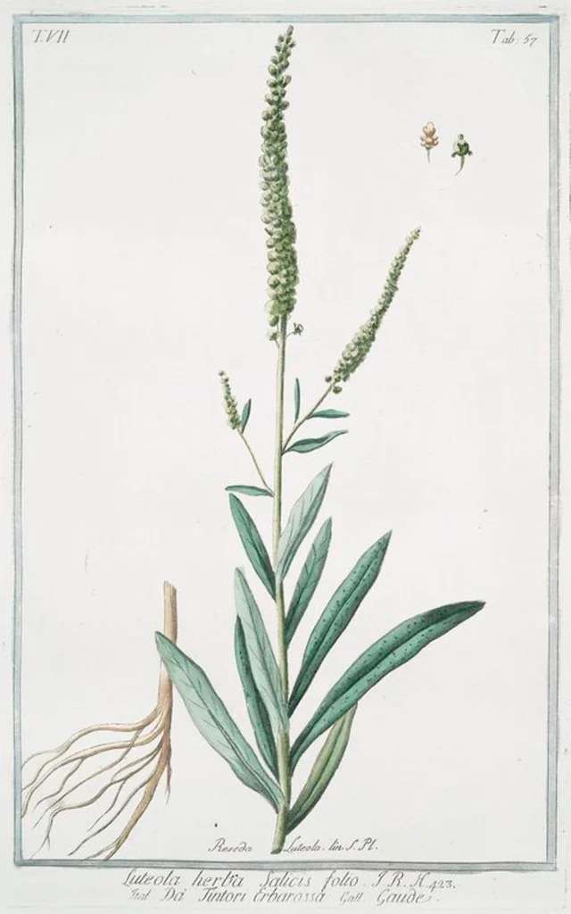 An illustration from Hortus Romanus plantaru, 1772, leaf 670