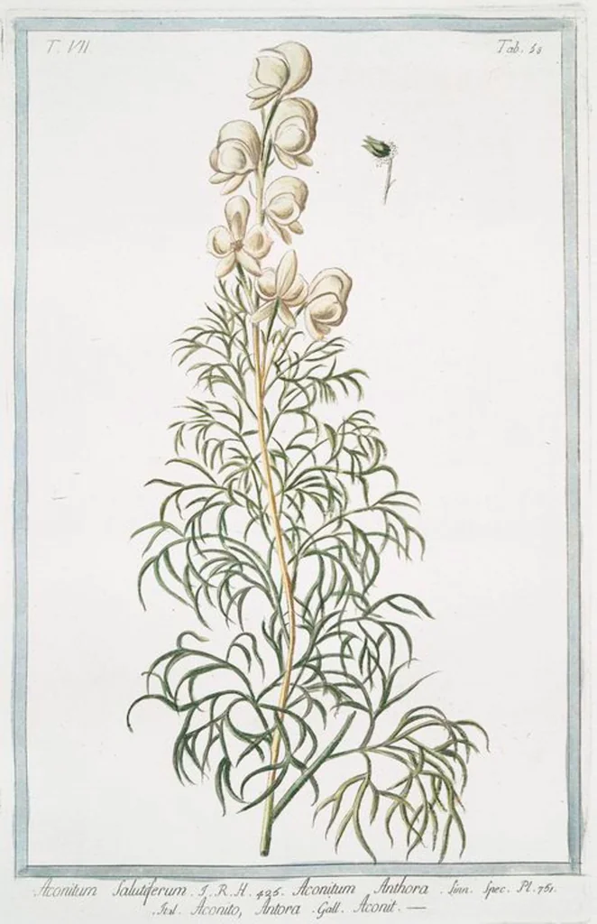 An illustration from Hortus Romanus plantaru, 1772, leaf 671