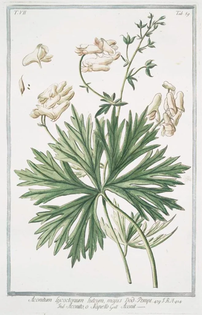 An illustration from Hortus Romanus plantaru, 1772, leaf 672