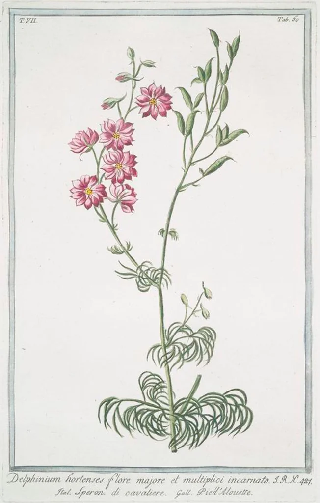 An illustration from Hortus Romanus plantaru, 1772, leaf 673
