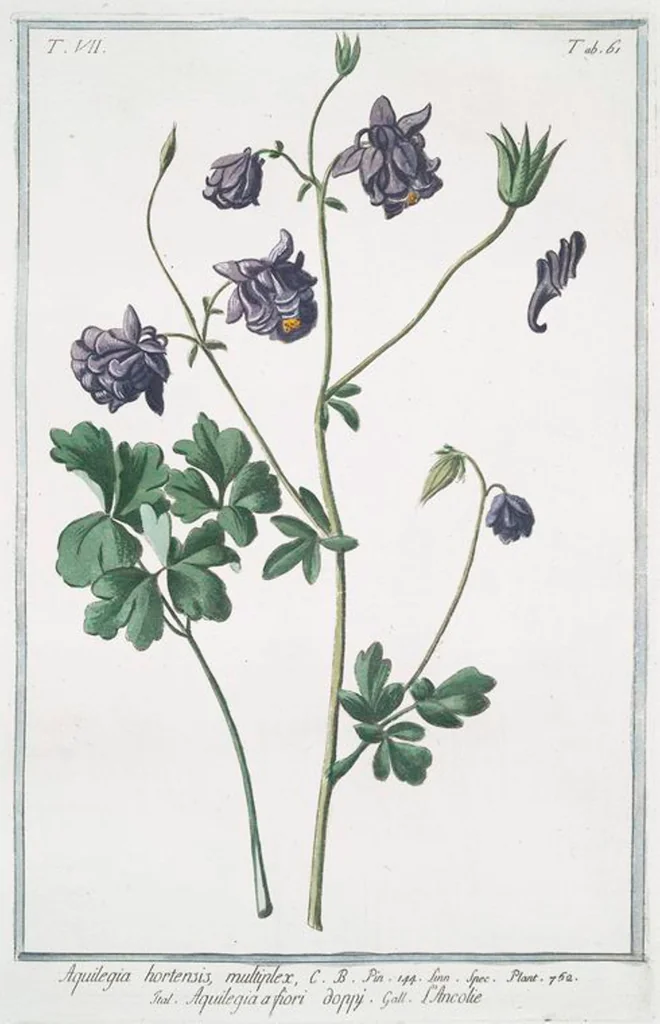 An illustration from Hortus Romanus plantaru, 1772, leaf 674
