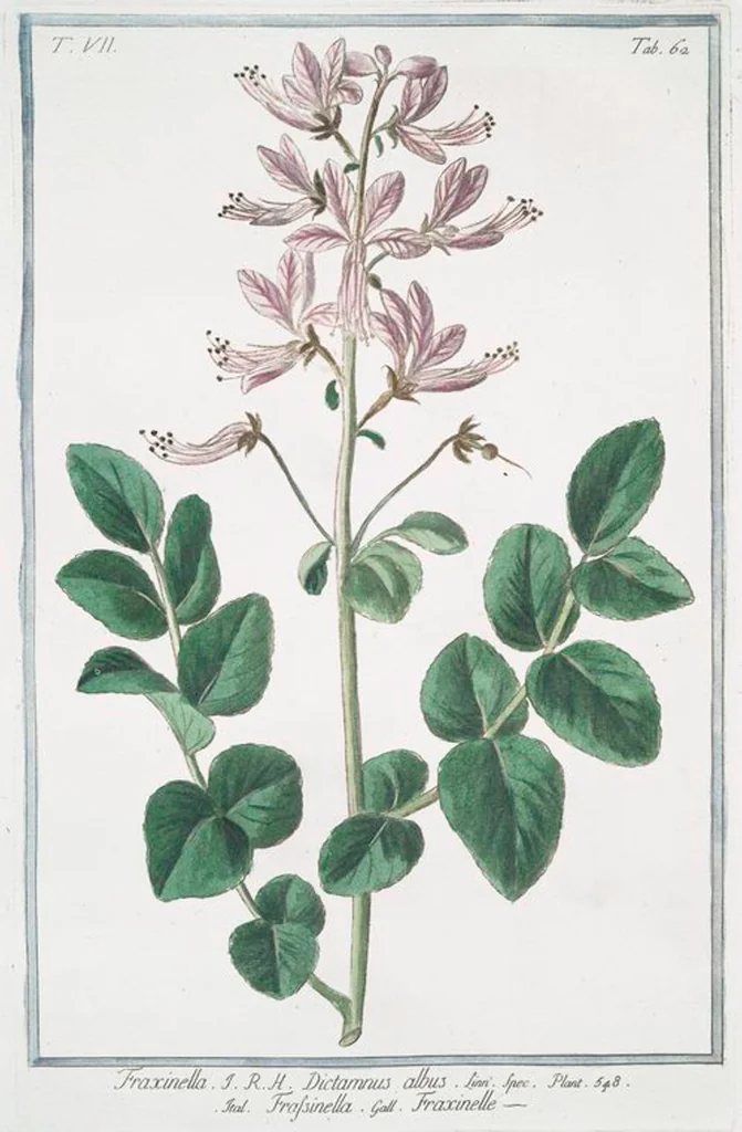 An illustration from Hortus Romanus plantaru, 1772, leaf 675