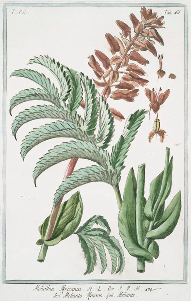 An illustration from Hortus Romanus plantaru, 1772, leaf 679