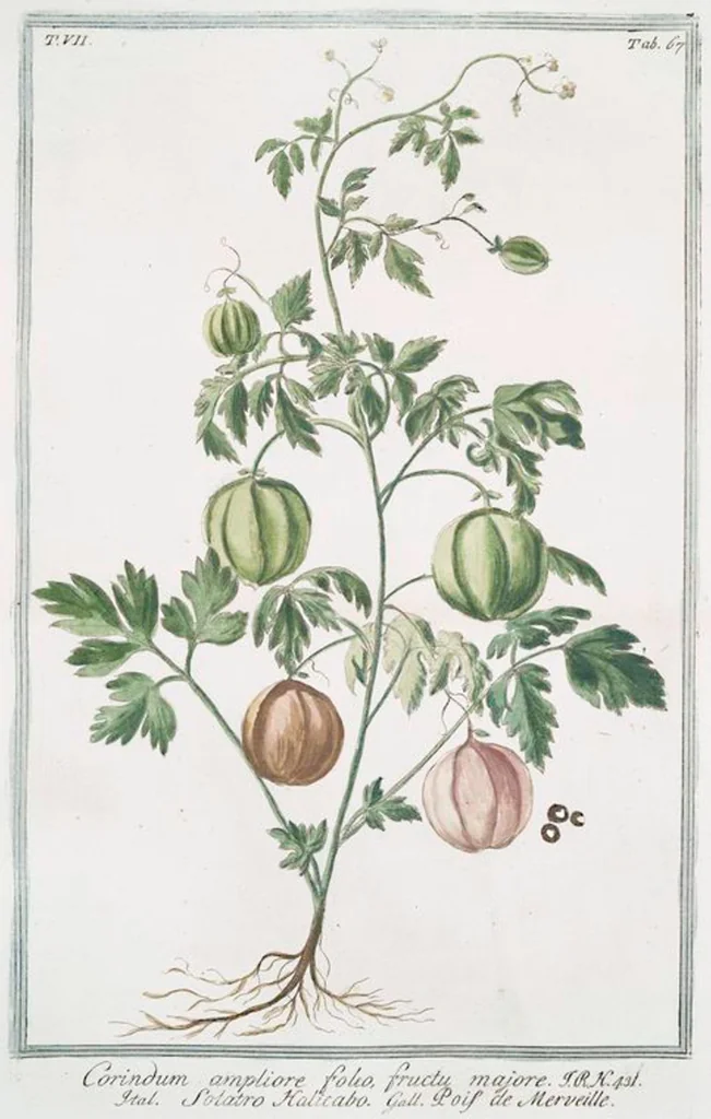 An illustration from Hortus Romanus plantaru, 1772, leaf 680