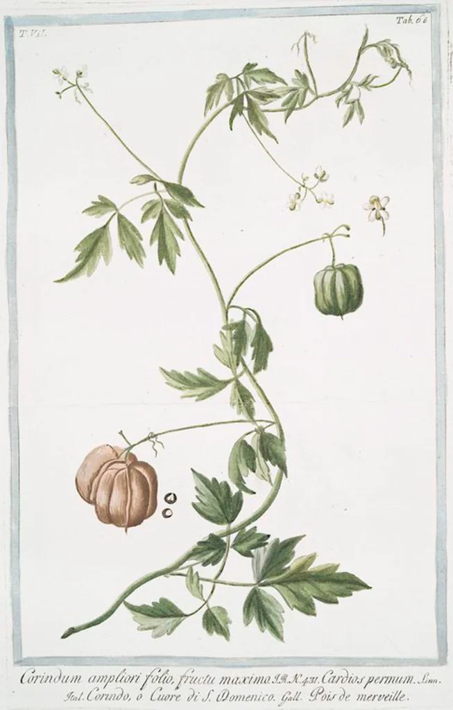 An illustration from Hortus Romanus plantaru, 1772, leaf 681