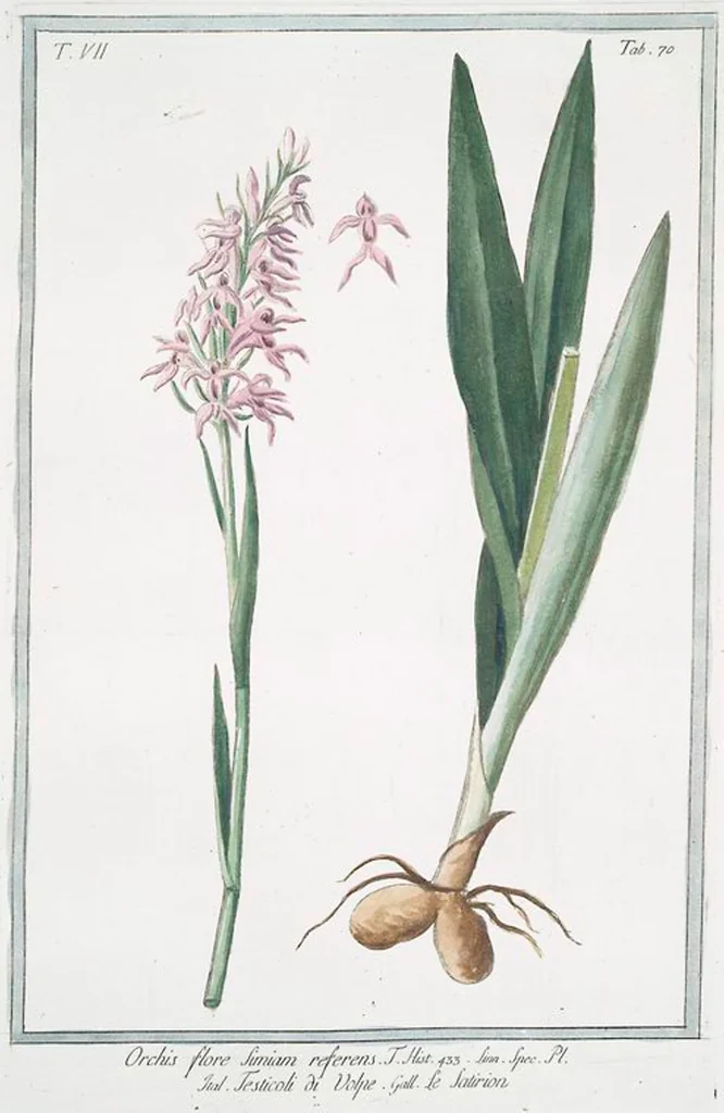 An illustration from Hortus Romanus plantaru, 1772, leaf 683