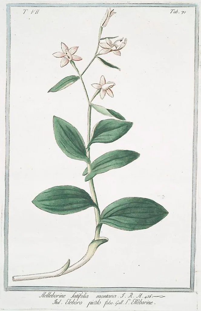 An illustration from Hortus Romanus plantaru, 1772, leaf 684
