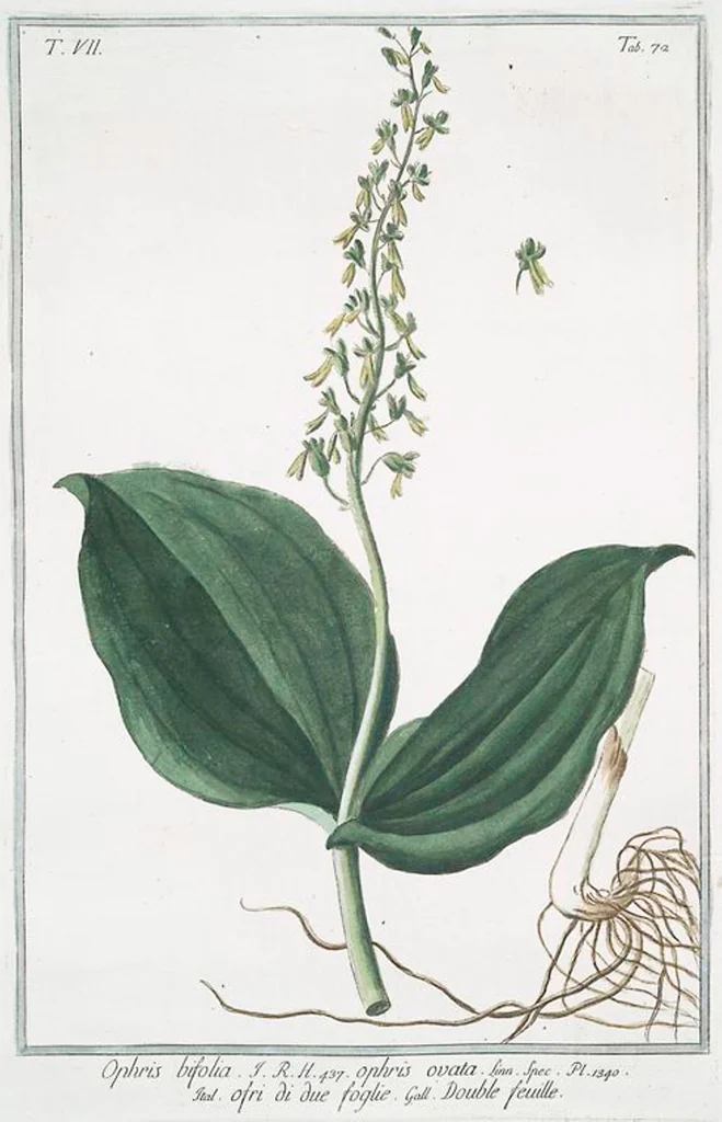 An illustration from Hortus Romanus plantaru, 1772, leaf 685