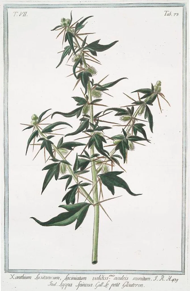 An illustration from Hortus Romanus plantaru, 1772, leaf 686