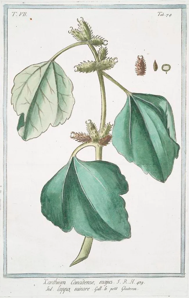 An illustration from Hortus Romanus plantaru, 1772, leaf 687