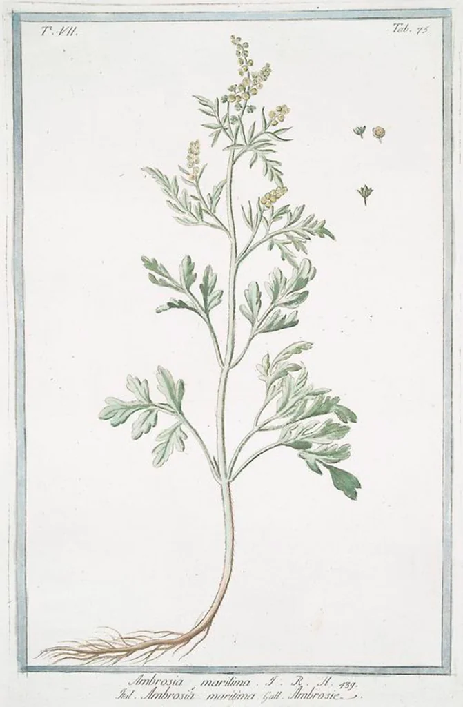 An illustration from Hortus Romanus plantaru, 1772, leaf 688